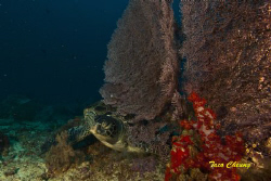 Turtle @ Sipadan by Taco Cheung 